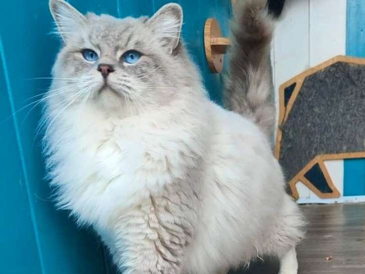 Chat Ragdoll bleu tabby mitted LOOF disponible pour saillie