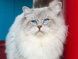 Chat Ragdoll bleu tabby mitted LOOF disponible pour saillie