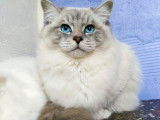 Chat Ragdoll bleu tabby mitted LOOF disponible pour saillie