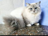 Chat Ragdoll bleu tabby mitted LOOF disponible pour saillie