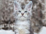 5 chatons Maine Coons LOOF à réserver