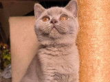 Chaton British Shorthair LOOF lilas à vendre