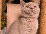 Chaton British Shorthair LOOF lilas à vendre
