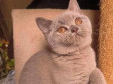 Chaton British Shorthair LOOF lilas à vendre