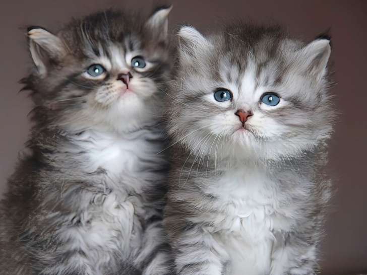 3 chatons Sibériens LOOF à réserver