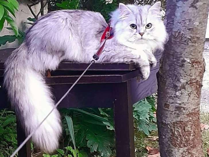 Ulysse gentleman reproducteur LOOF pour saillie