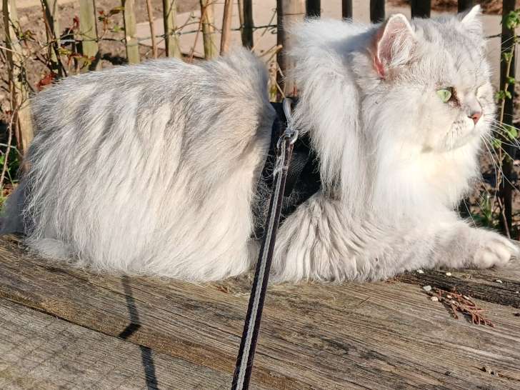 Ulysse gentleman reproducteur LOOF pour saillie