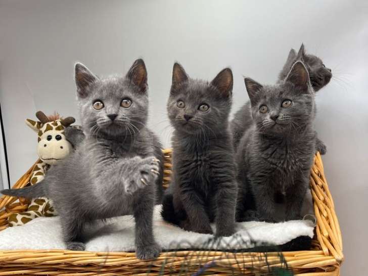 5 chatonnes Chartreux LOOF bleu gris disponible à la réservation