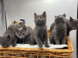 5 chatonnes Chartreux LOOF bleu gris disponible à la réservation