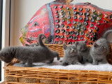 5 chatonnes Chartreux LOOF bleu gris disponible à la réservation