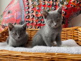 5 chatonnes Chartreux LOOF bleu gris disponible à la réservation