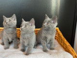 5 chatonnes Chartreux LOOF bleu gris disponible à la réservation