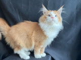 À vendre : 2 chatonnes Maine Coons LOOF