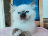 5 chatons Ragdolls disponibles à la vente (LOOF)