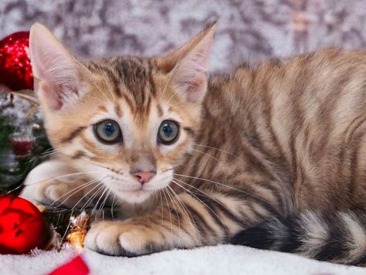 Un chaton mâle Toyger LOOF disponible à la vente