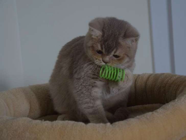 À vendre : un chaton mâle British Shorthair LOOF au pelage lilas