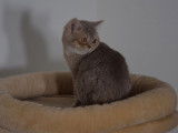À vendre : un chaton mâle British Shorthair LOOF au pelage lilas