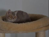 À vendre : un chaton mâle British Shorthair LOOF au pelage lilas
