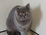 À vendre : un chaton mâle British Shorthair LOOF au pelage lilas
