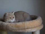 À vendre : un chaton mâle British Shorthair LOOF au pelage lilas