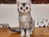 4 chatons British Shorthairs noir argenté LOOF à vendre