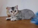 4 chatons British Shorthairs noir argenté LOOF à vendre