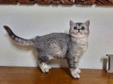 4 chatons British Shorthairs noir argenté LOOF à vendre