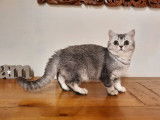 4 chatons British Shorthairs noir argenté LOOF à vendre