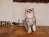 4 chatons British Shorthairs noir argenté LOOF à vendre