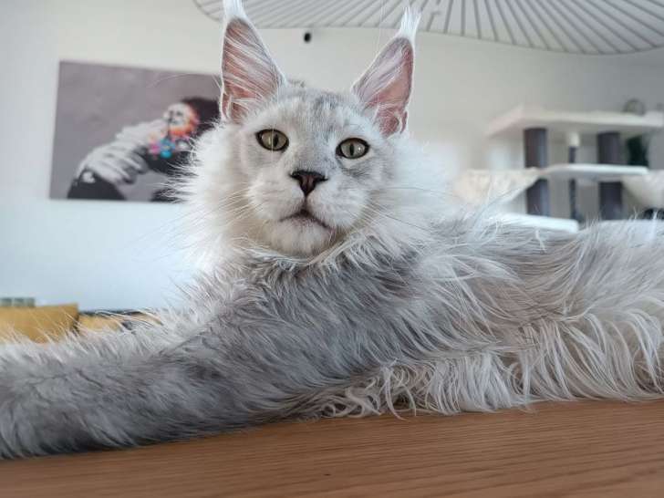 Un chat Maine Coon LOOF gris disponible à la saillie