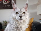 Un chat Maine Coon LOOF gris disponible à la saillie