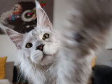 Un chat Maine Coon LOOF gris disponible à la saillie