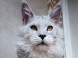 Un chat Maine Coon LOOF gris disponible à la saillie