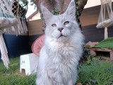 Un chat Maine Coon LOOF gris disponible à la saillie