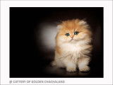 Superbe chaton mâle British Longhair black golden shaded à vendre
