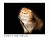 Superbe chaton mâle British Longhair black golden shaded à vendre