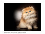 Superbe chaton mâle British Longhair black golden shaded à vendre