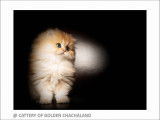 Superbe chaton mâle British Longhair black golden shaded à vendre