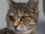 À céder : chatonne de 6 mois