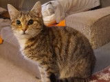À céder : chatonne de 6 mois