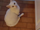 Disponible &agrave; l'adoption : chat blanc