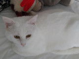 Disponible &agrave; l'adoption : chat blanc