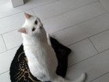 Disponible &agrave; l'adoption : chat blanc