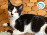 Snoopy, chat adorable de 2 ans à adopter