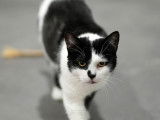 Snoopy, chat adorable de 2 ans à adopter
