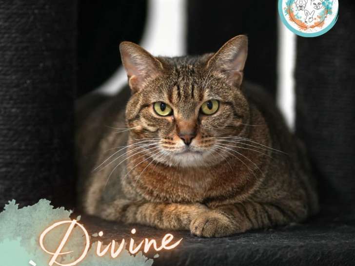 Divine, chatte à adopter
