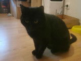 Rodolf, chat à adopter