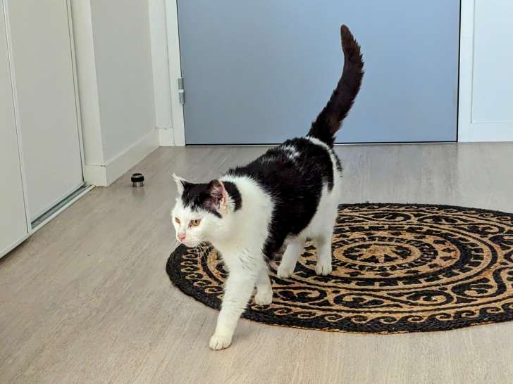Danseuse, chatte à adopter