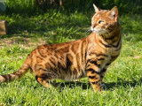 Chat Bengal LOOF marron tabby à motifs rosettes disponible pour saillie