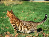 Chat Bengal LOOF marron tabby à motifs rosettes disponible pour saillie